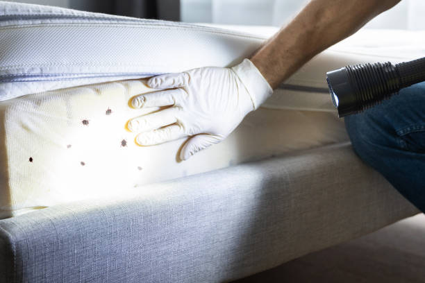 Best Emergency Pest Control  in Belgium, WI